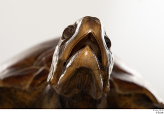Turtle 8 mouth 0002.jpg